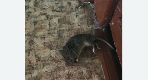Дезинфекция от мышей в Судогде